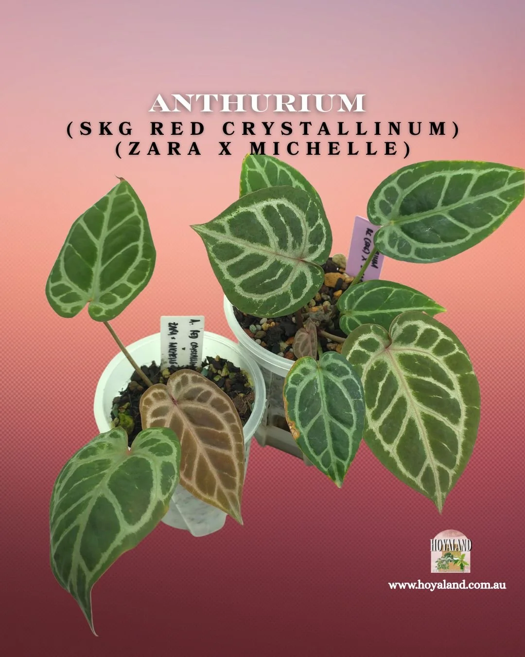 Anthurium rc skg x zaramichelle.jpg