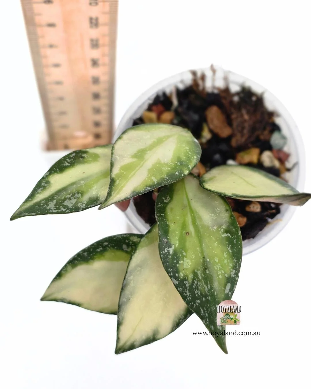 Hoya nabawanensis var (5).jpg