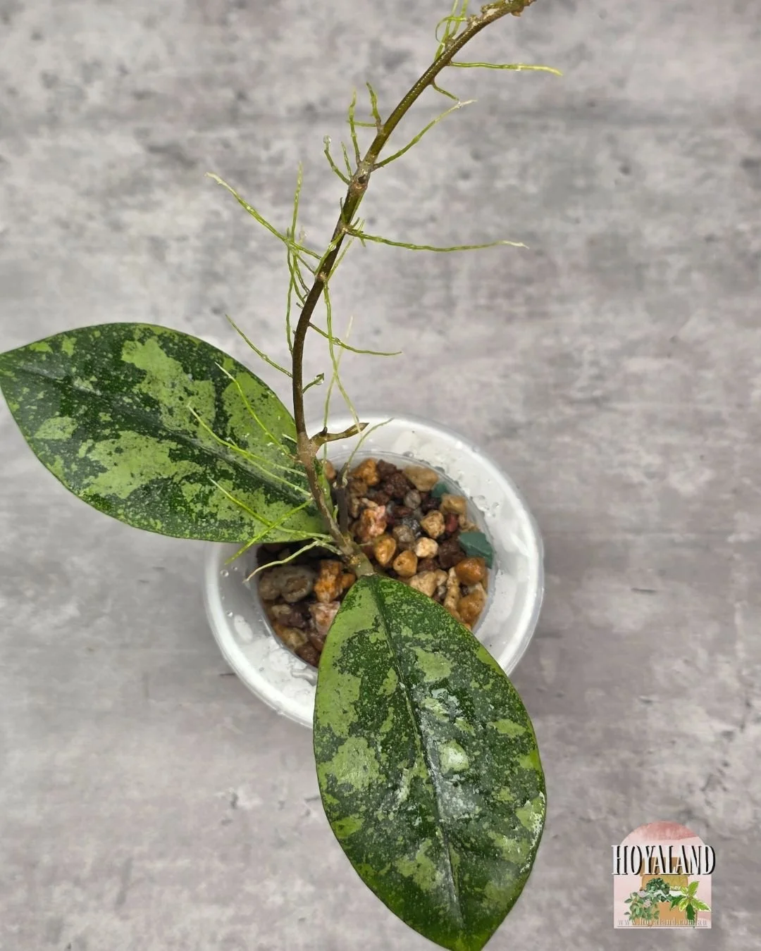 Hoya sp Kalbar Splash.jpg