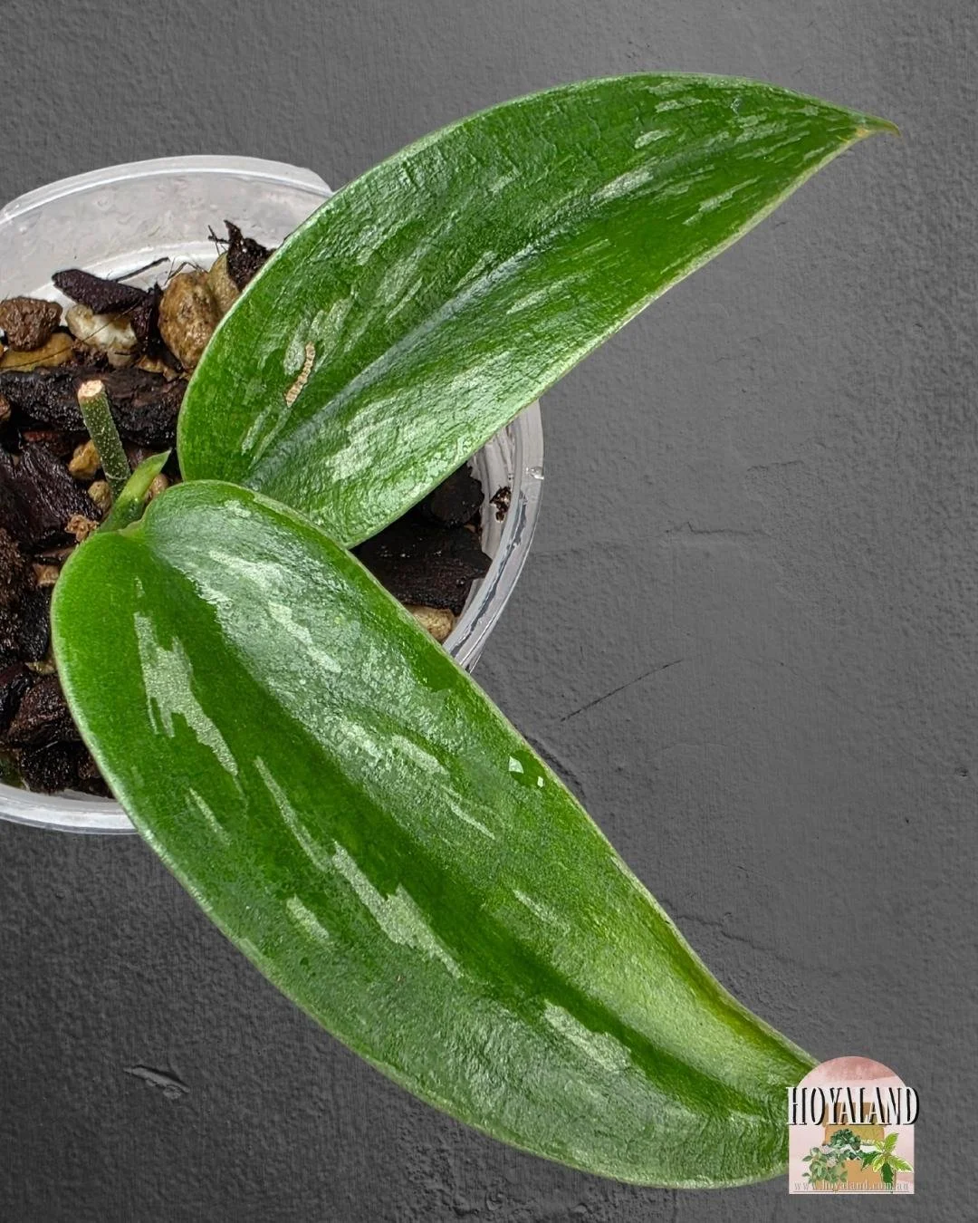 Scindapsus green army narrow (4).jpg