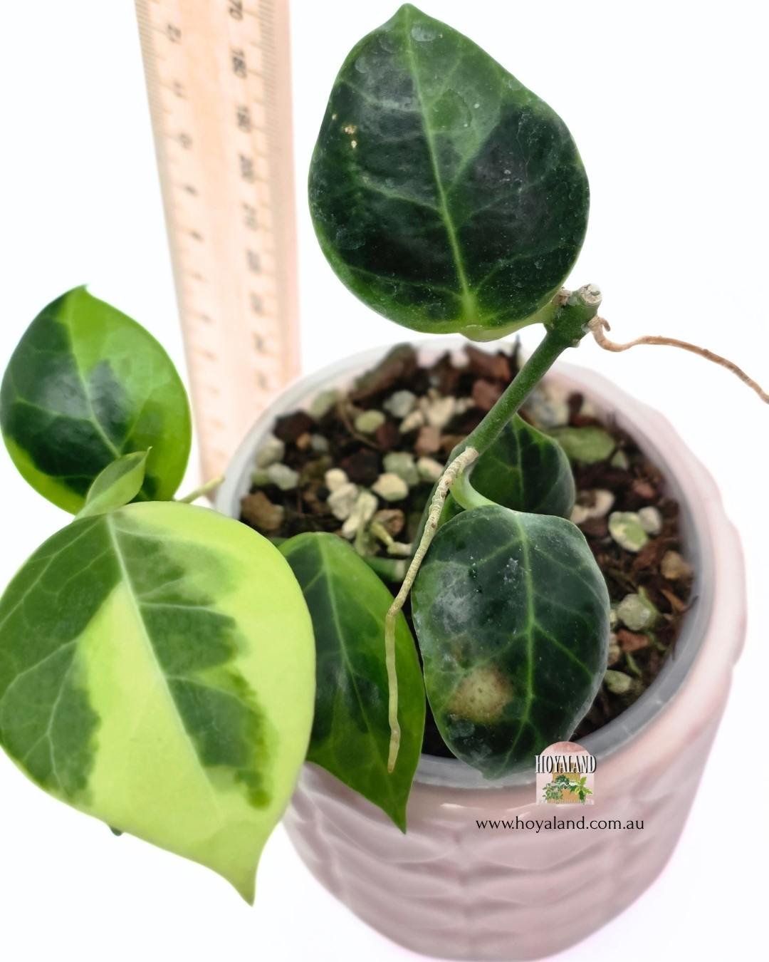 Hoya obscura albo (3).jpg