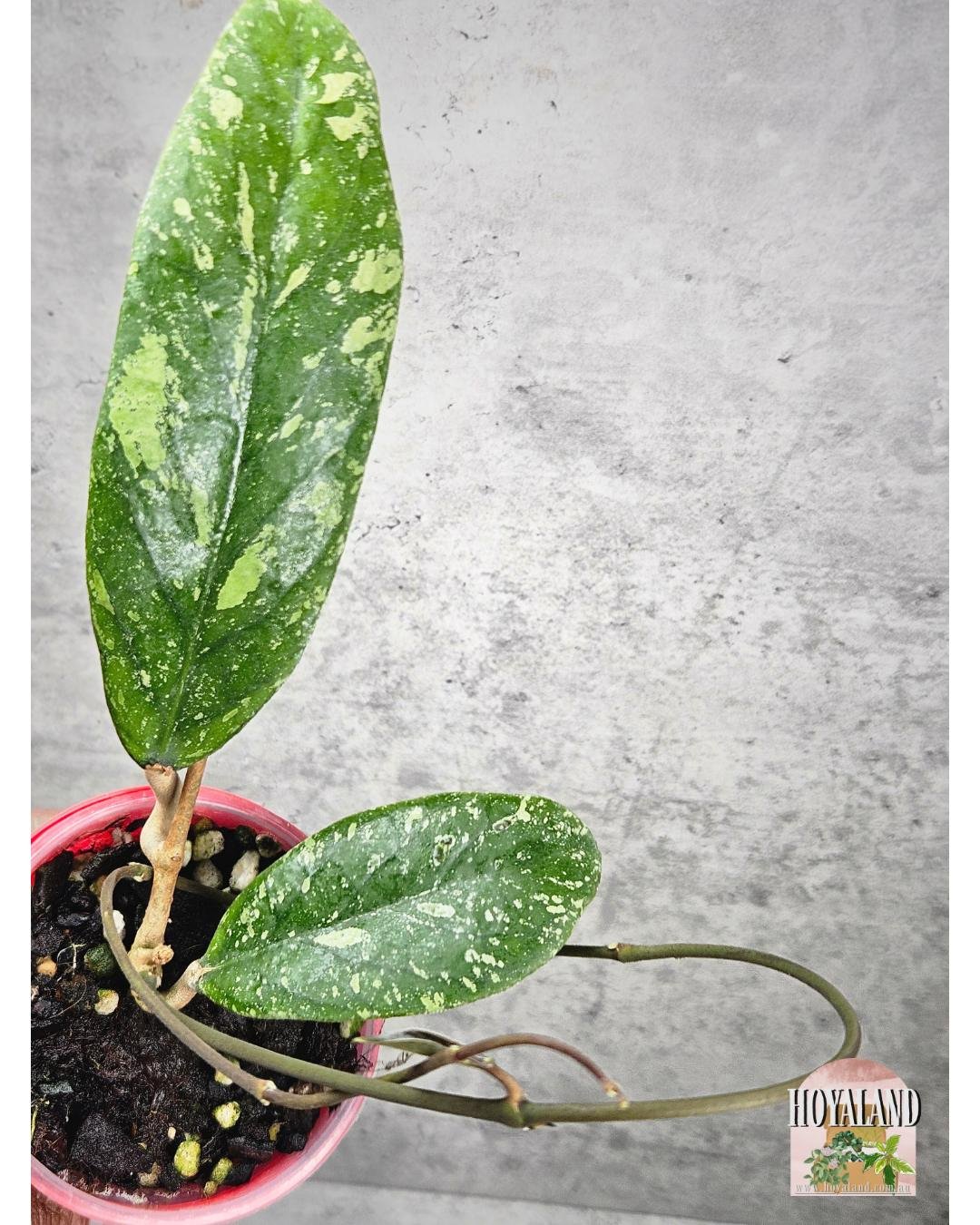 Hoya sp Jabar A (6).jpg