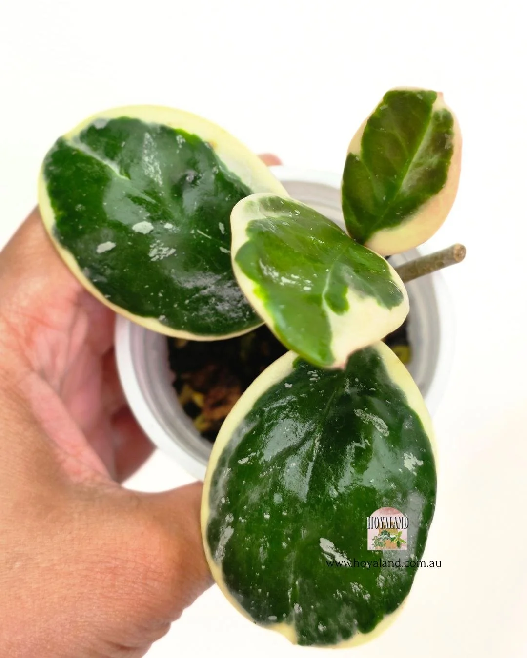 Hoya obovata albo.jpg