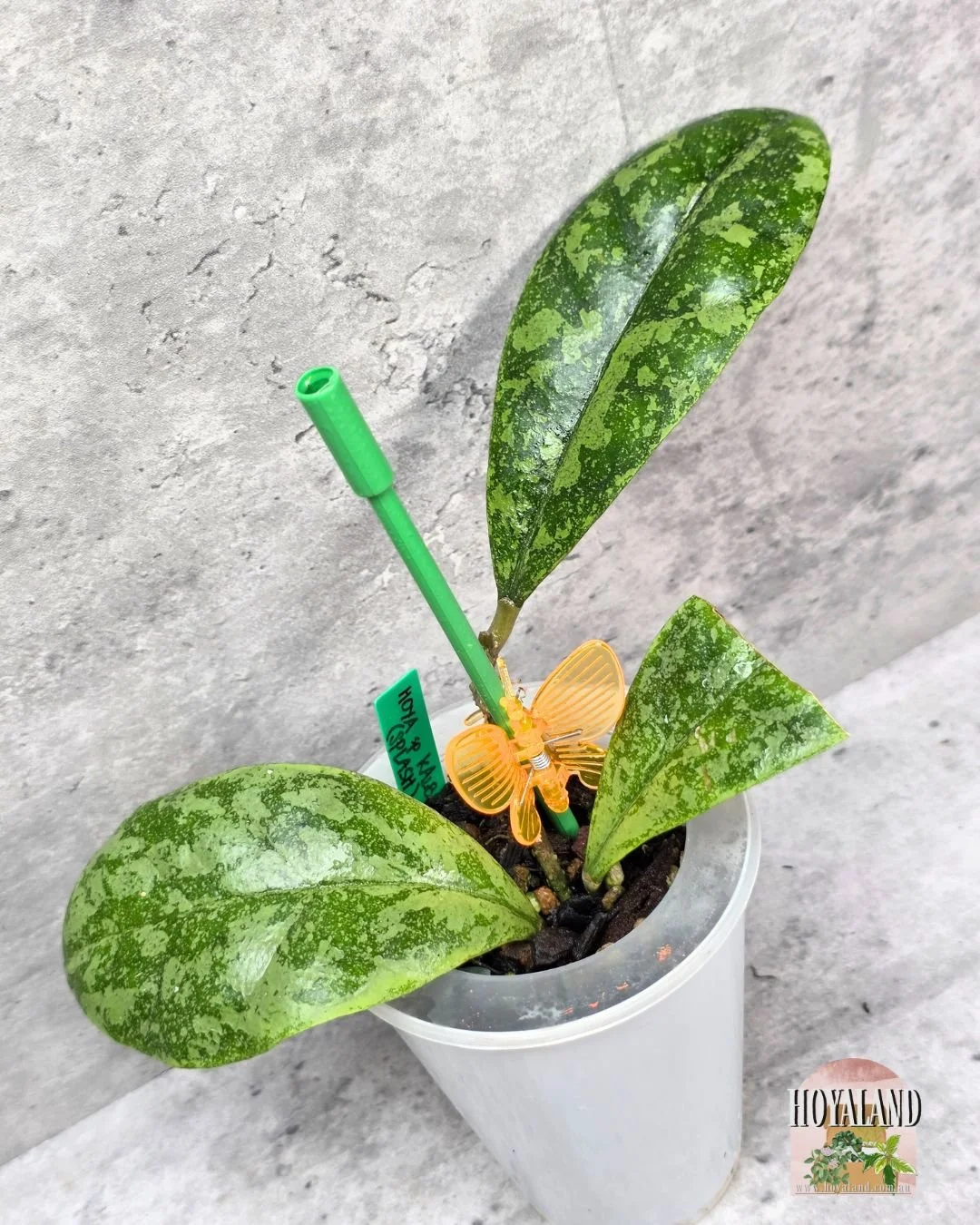 Hoya sp Kalbar splash (2).jpg