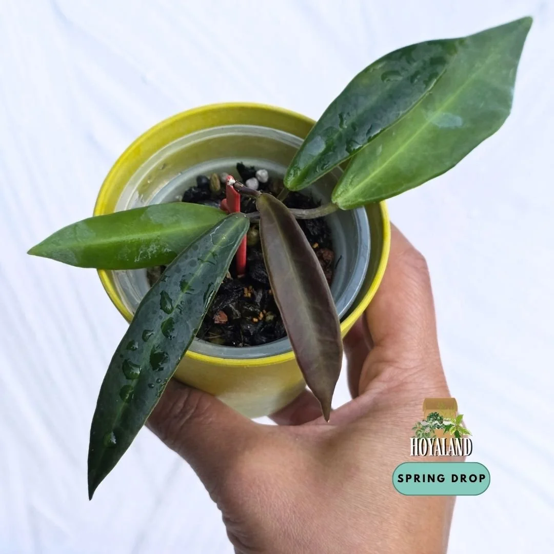 Established rare Hoya pulchra narrow leaf form showing velvety fuzzy foliage and active growth