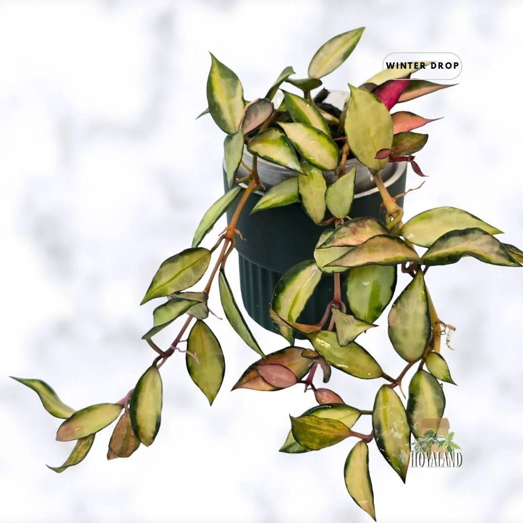 buy-rare-hoya-lacunosa-souma-pink-sunstress-leaves-australia.webp (1).jpg