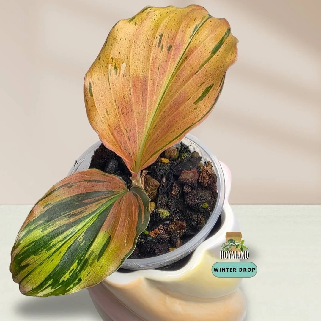 Established Kaempferia pulchra Variegata showing intricate green, orange, bronze, and pink variegated patterns