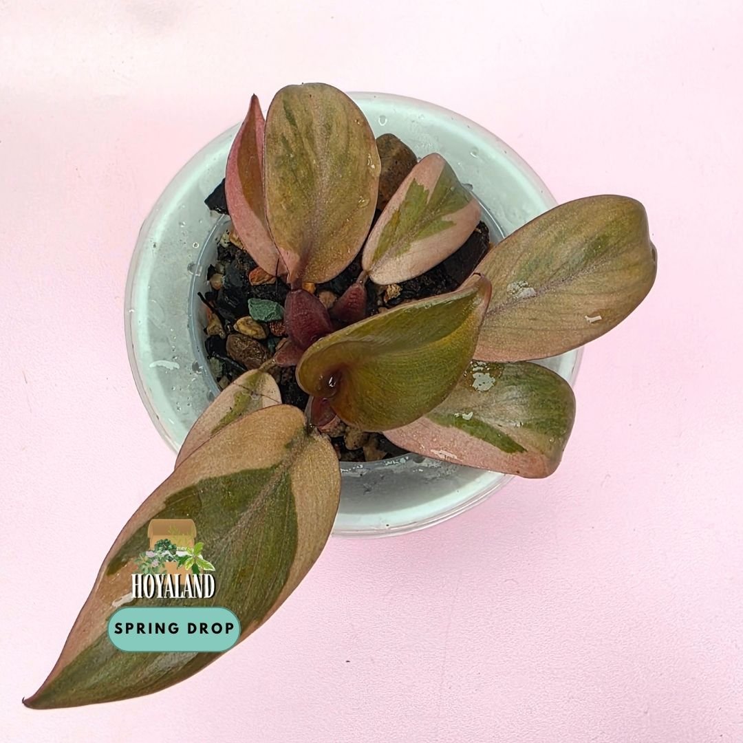 Established Philodendron Black Cardinal Variegata side pup showing deep burgundy-black leaves with high-contrast peach, cream, and pink variegation