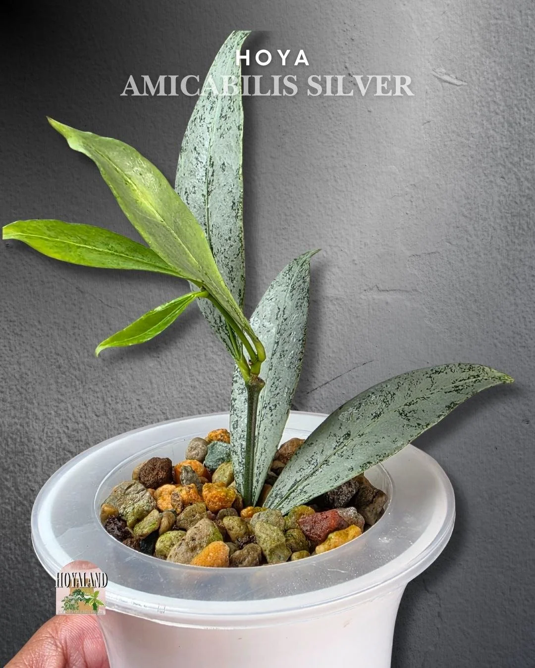 🌞 Hoya amicabilis silver | Ultra rare 🎇