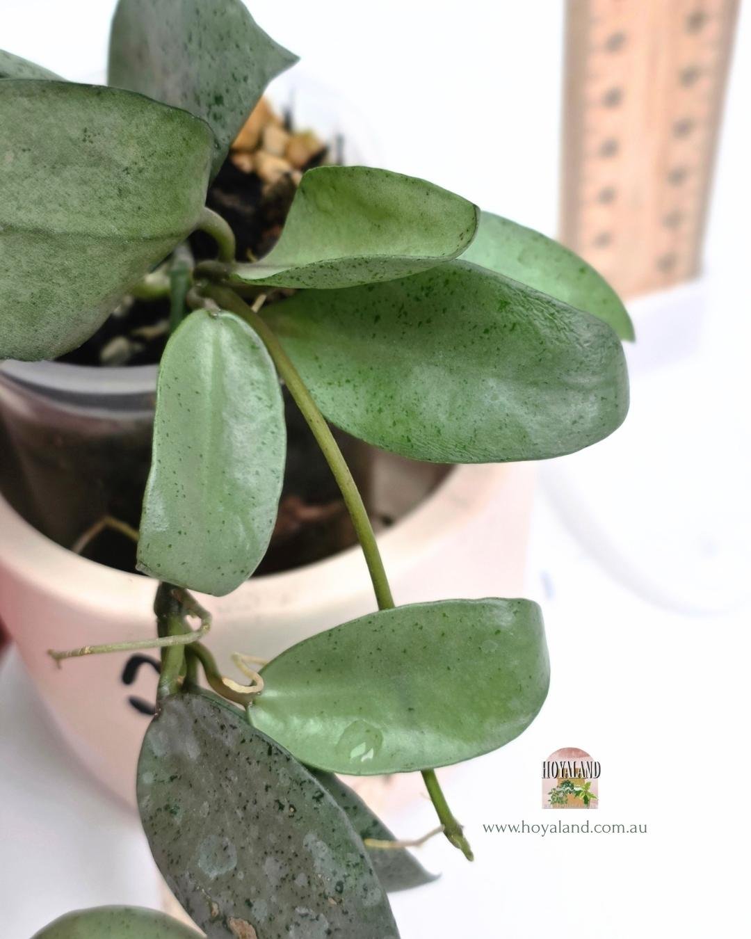 Hoya lacunosa mint coin silver (9).jpg