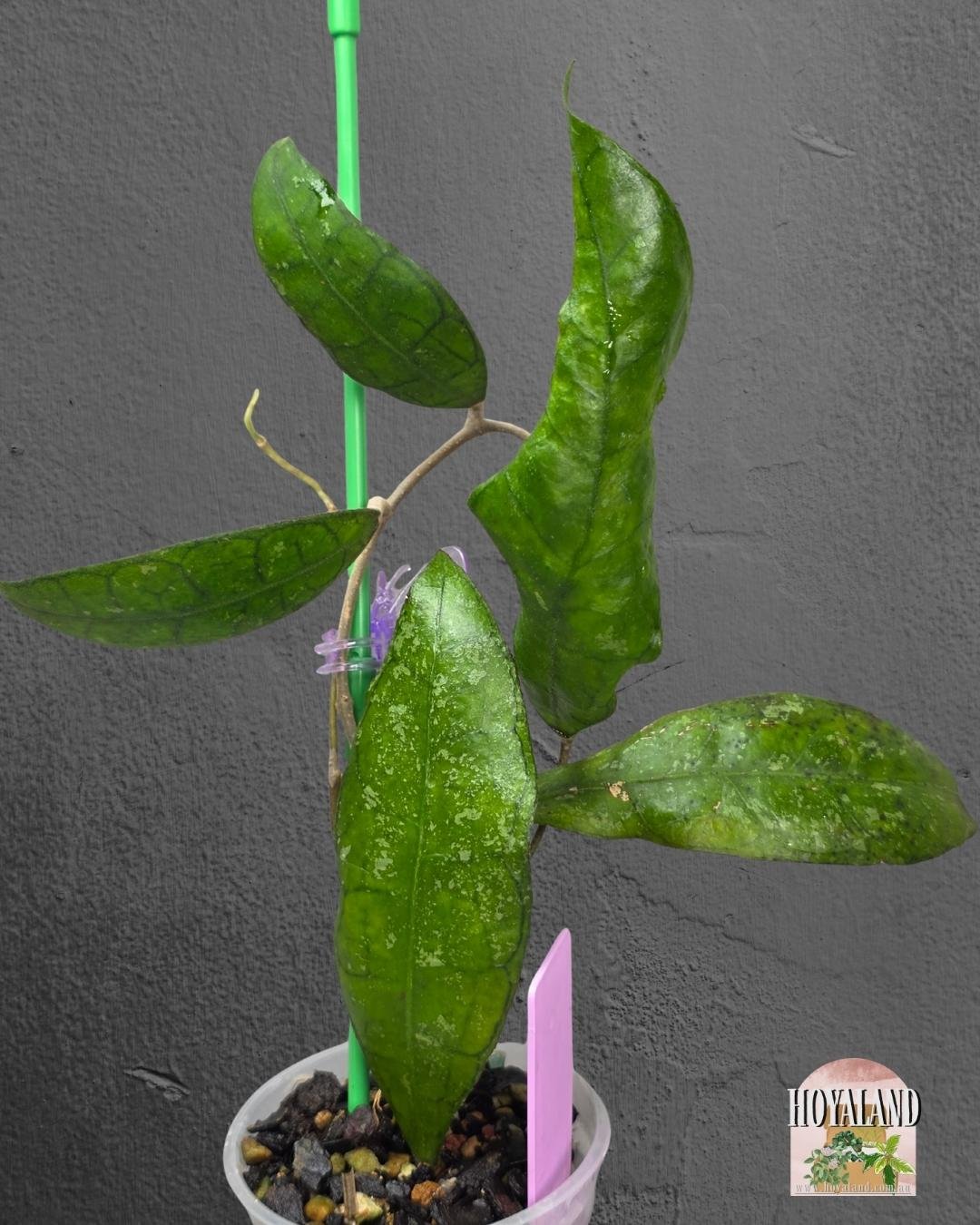 Hoya finlaysonii sukirin (3).jpg