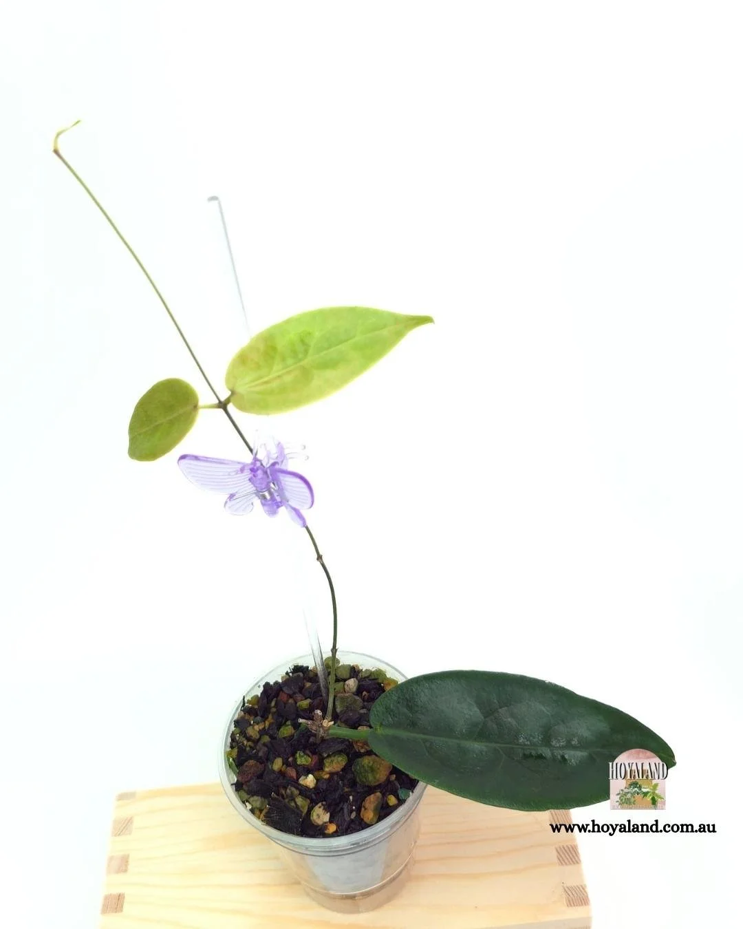 Hoya piestolepsis (4).jpg