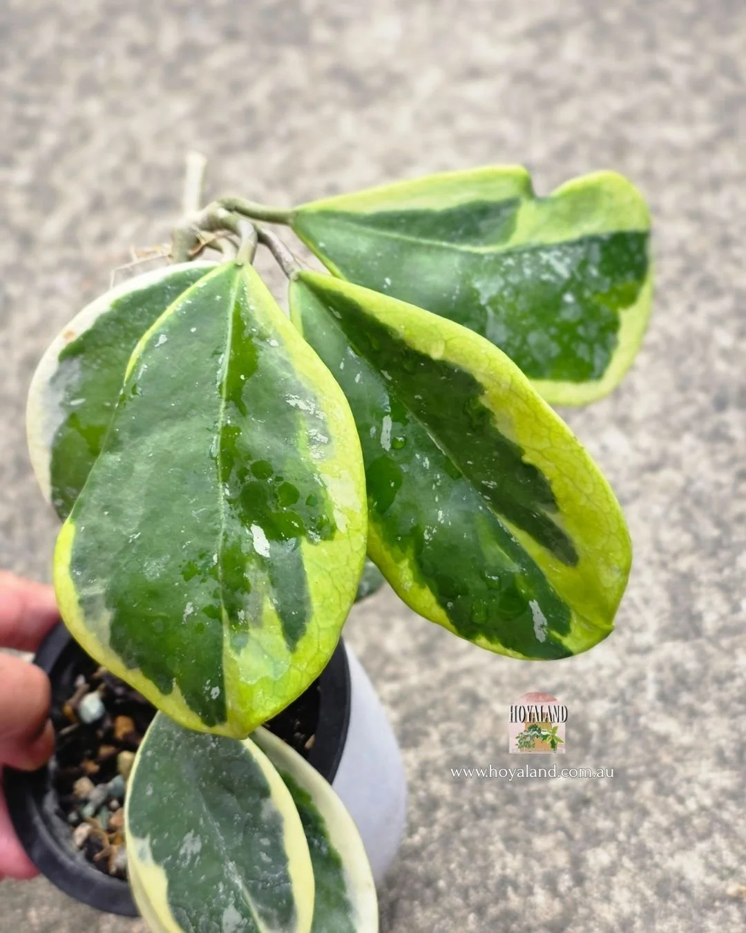 Hoya obovata amelia (2).jpg