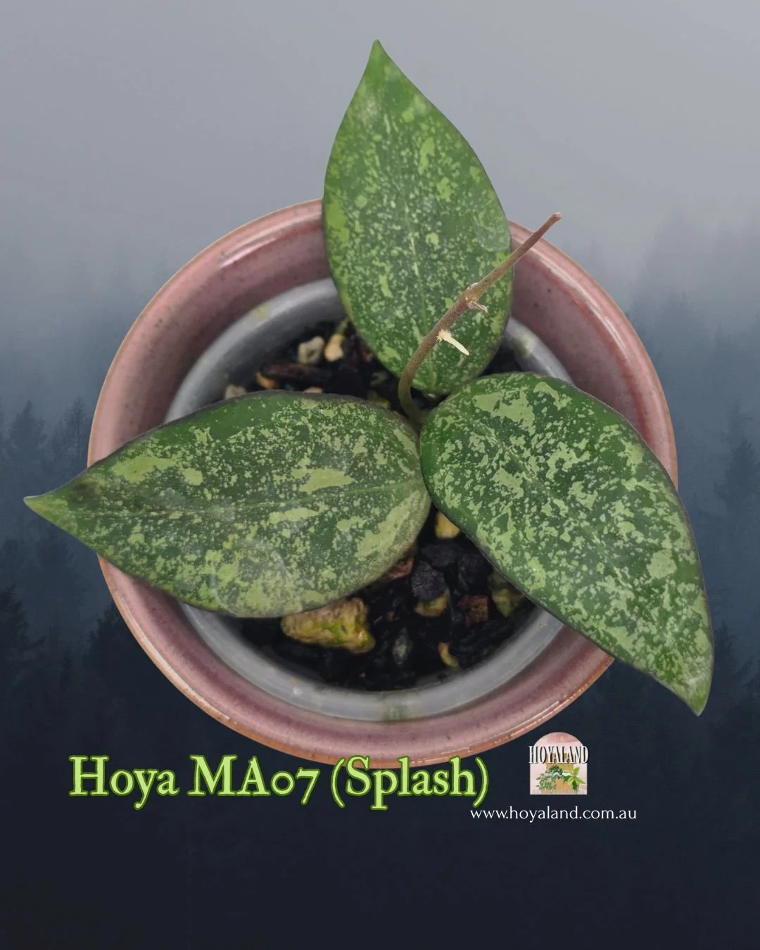 🍂 Hoya Verticillata MA07 (Splash)