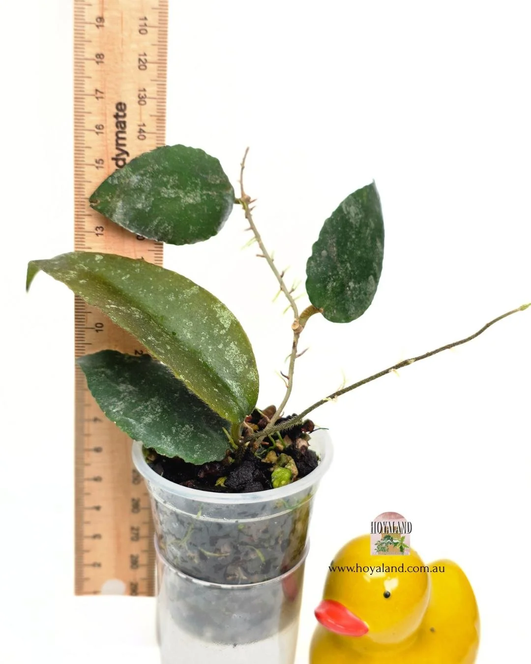 Hoya caudata b (3).jpg