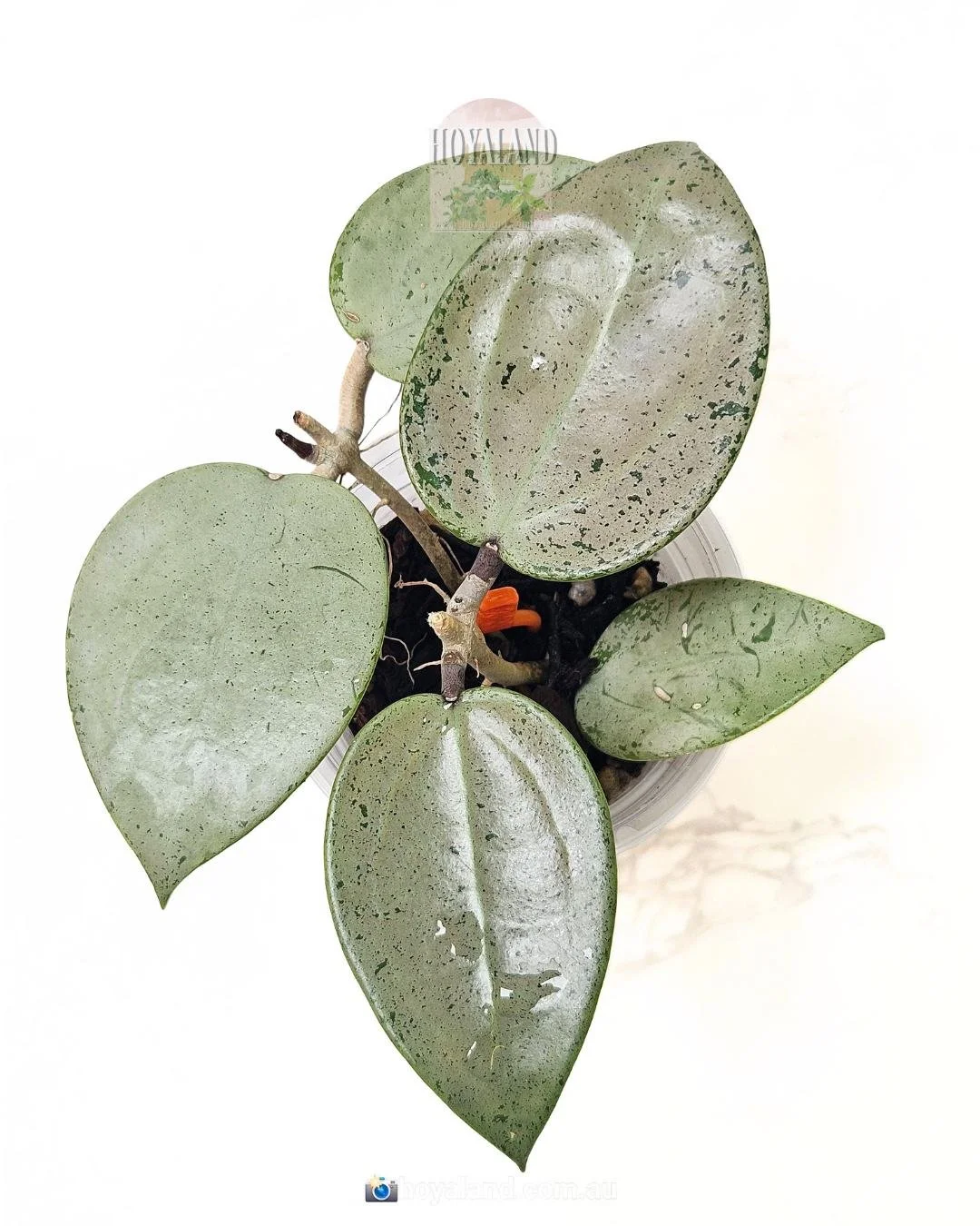 Hoya heart leaf silver (2).jpg