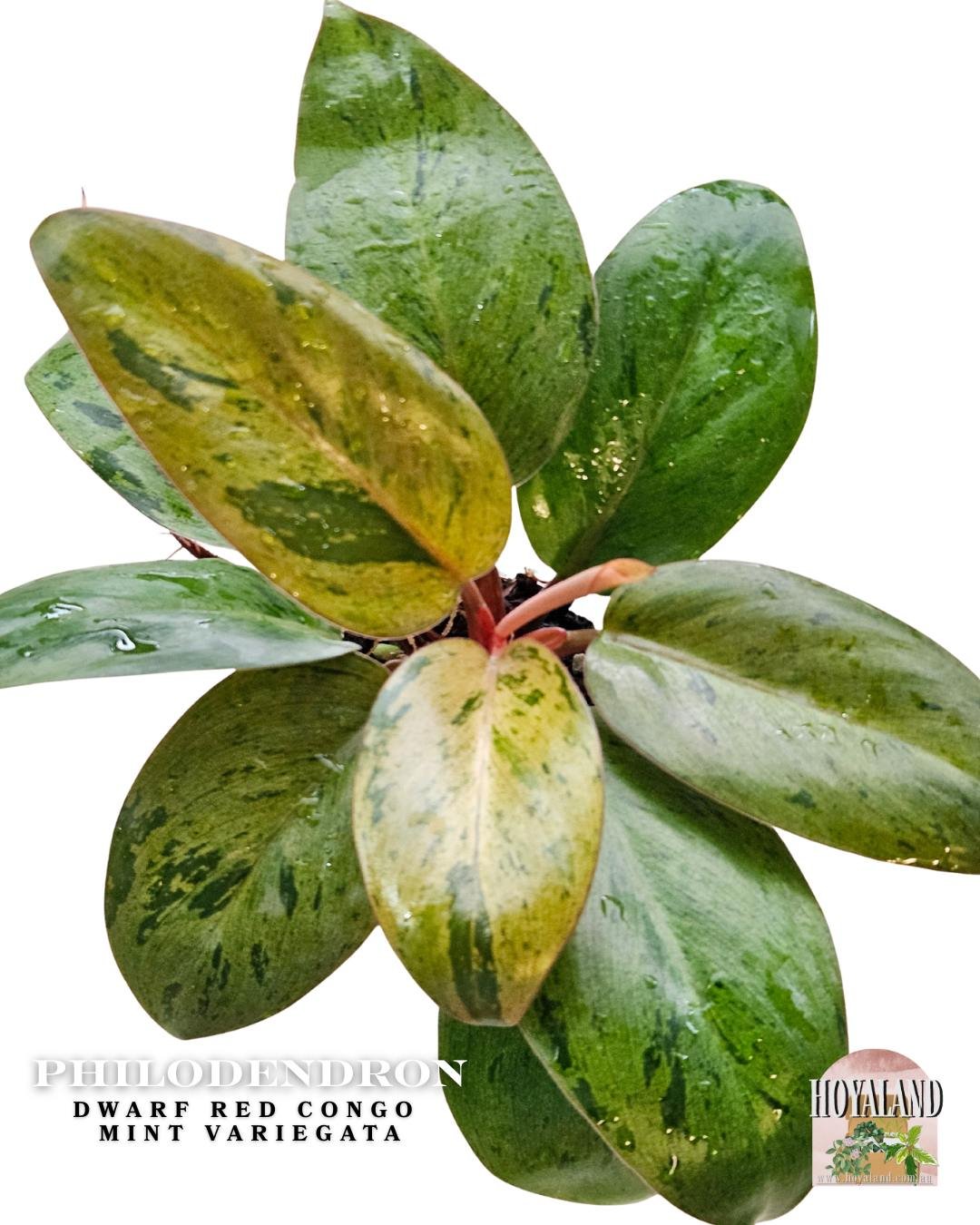 dwarf red congo mint (4).jpg