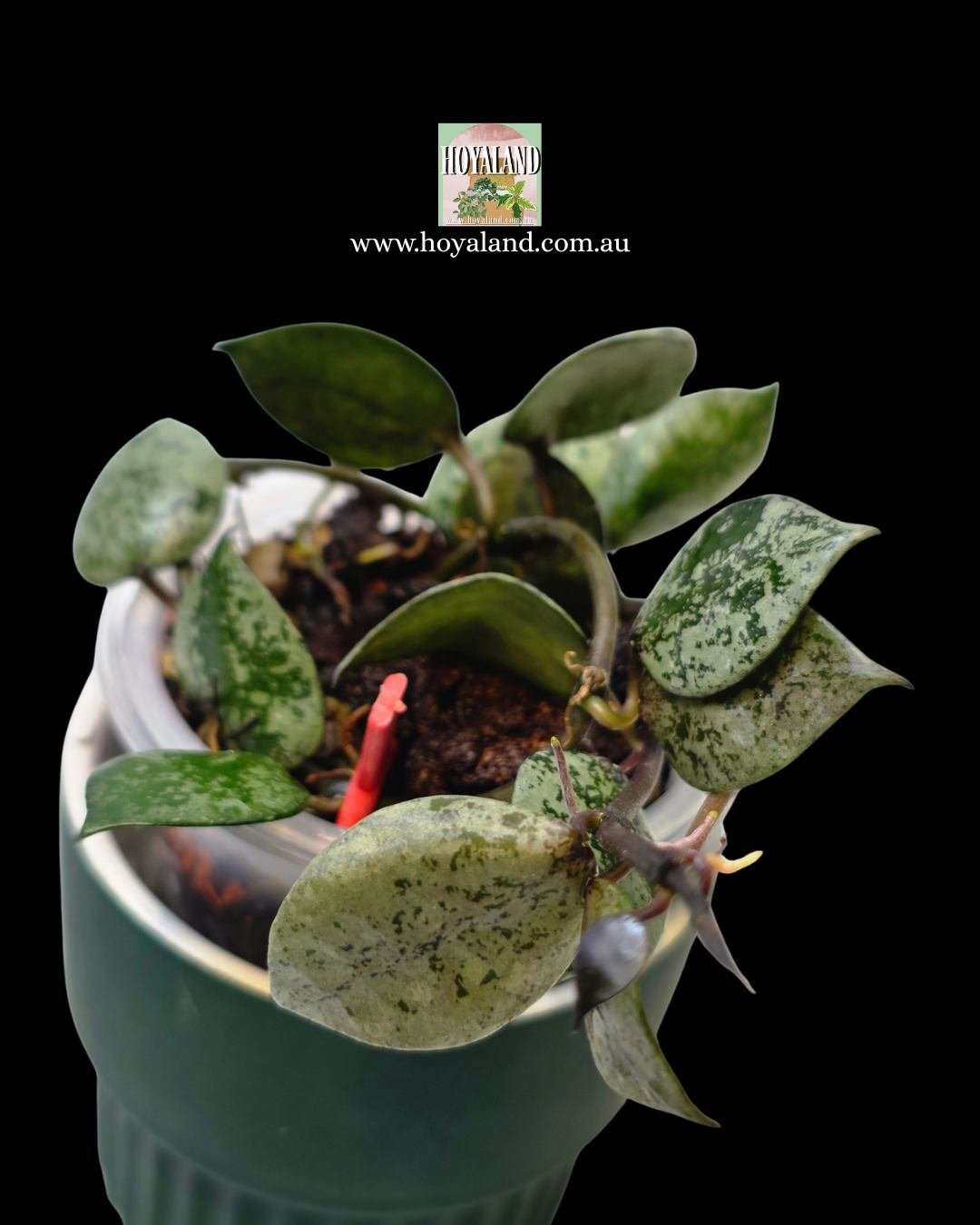 Hoya lacunosa black aurora (2).jpg