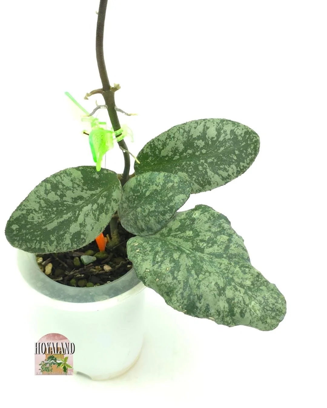 Hoya waymaniae cloudy sky (2).jpg