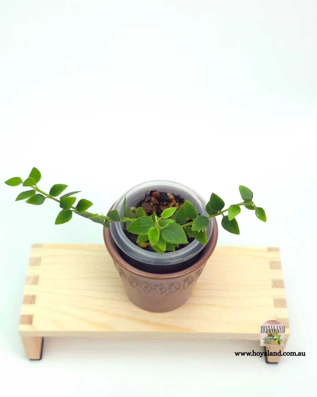 Hoya chinghungensis (3).jpg