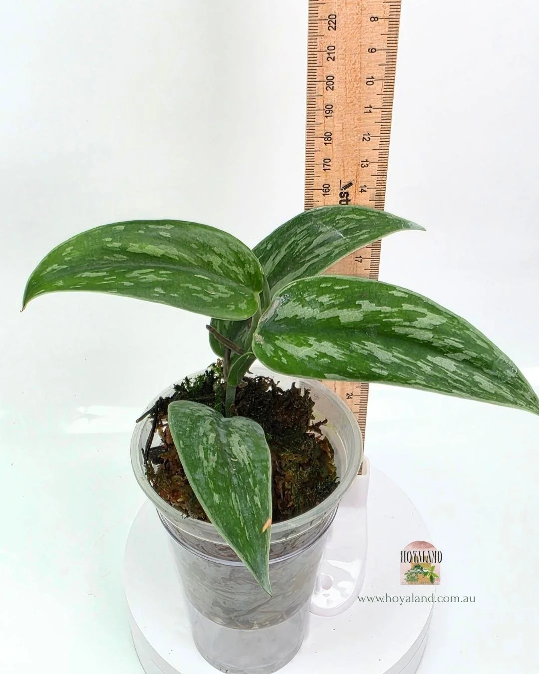 🍂 Rare Scindapsus Green Army (Narrow Form)