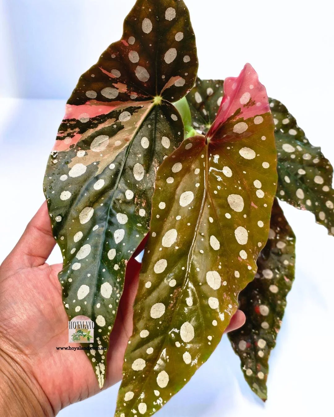 ❄️ Begonia Maculata Wightii Variegata (Large)