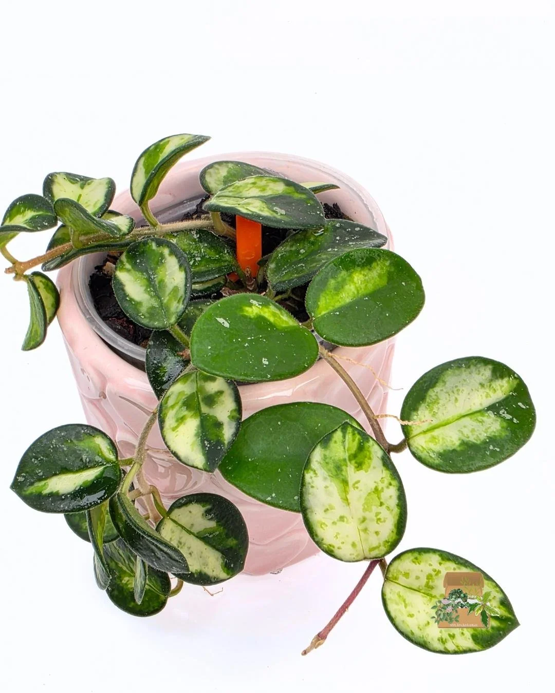 Hoya mathilde var.jpg