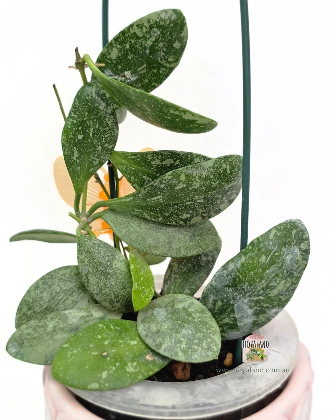 Hoya ETS 10 high splash (5).jpg