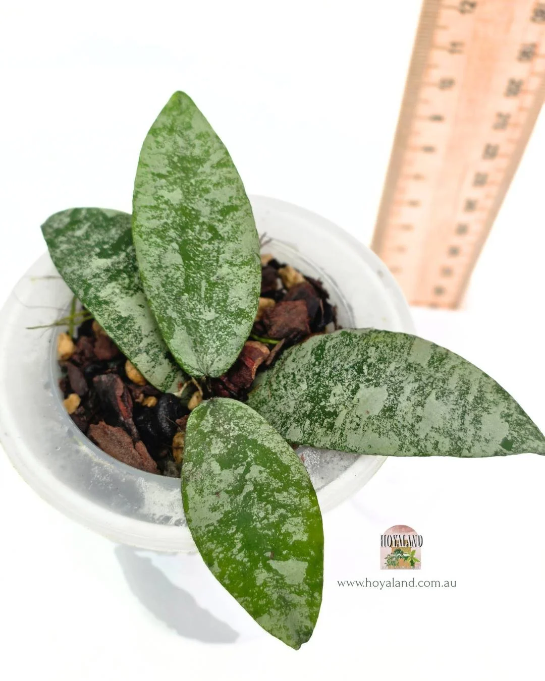 🍂  RARE Silver Hoya Flagellata