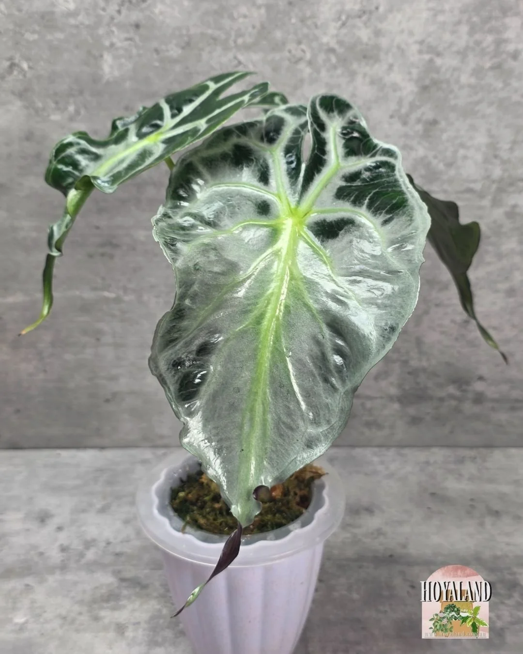 Alocasia Venom.jpg