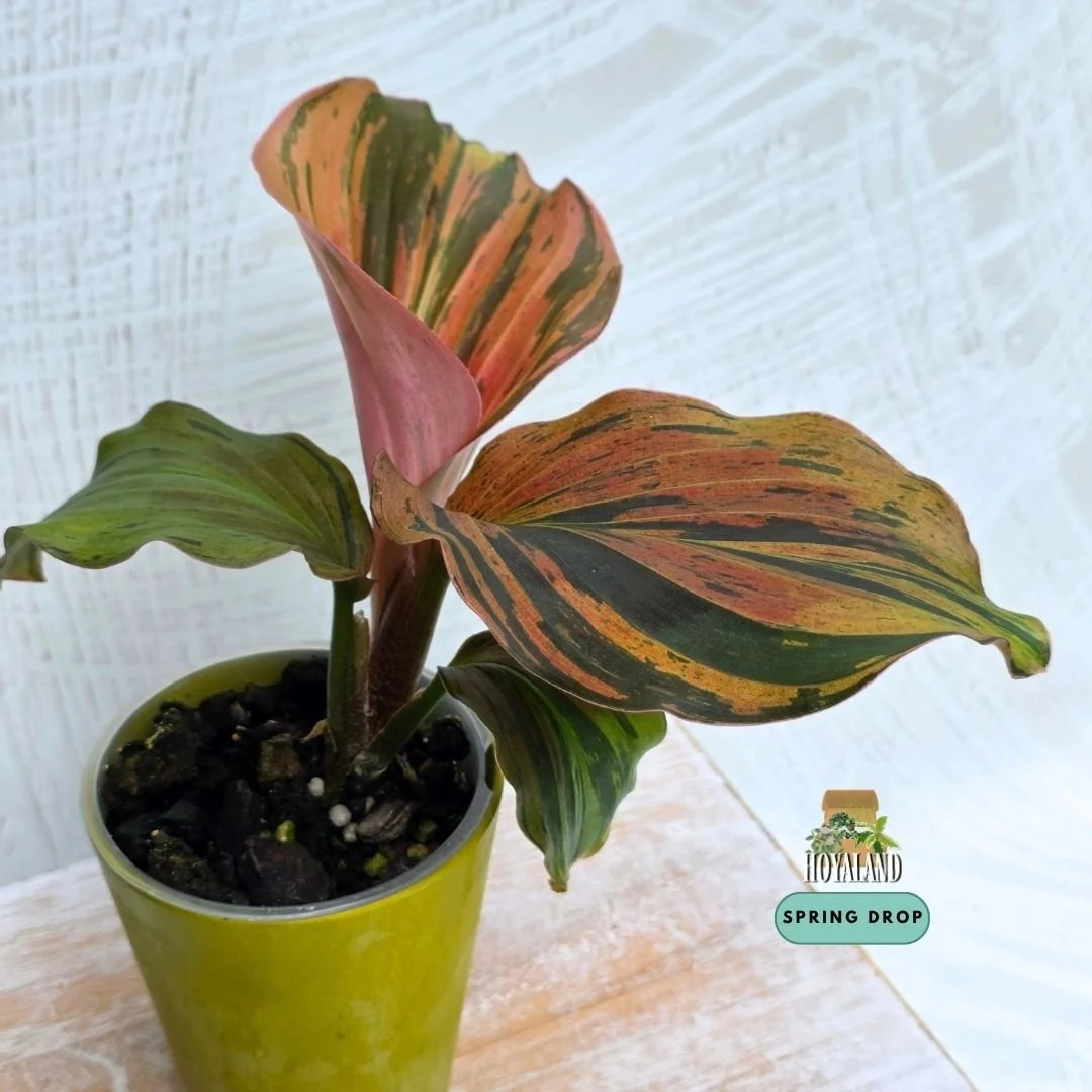 Kaempferia pulchra variegata (6).jpg