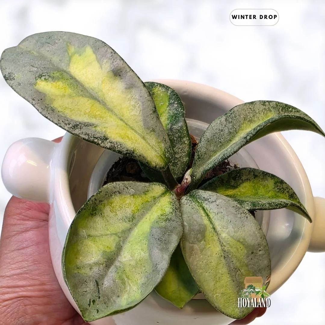 buy-rare-hoya-carnosa-argentea-princess-silver-leaves-australia.webp (3).jpg