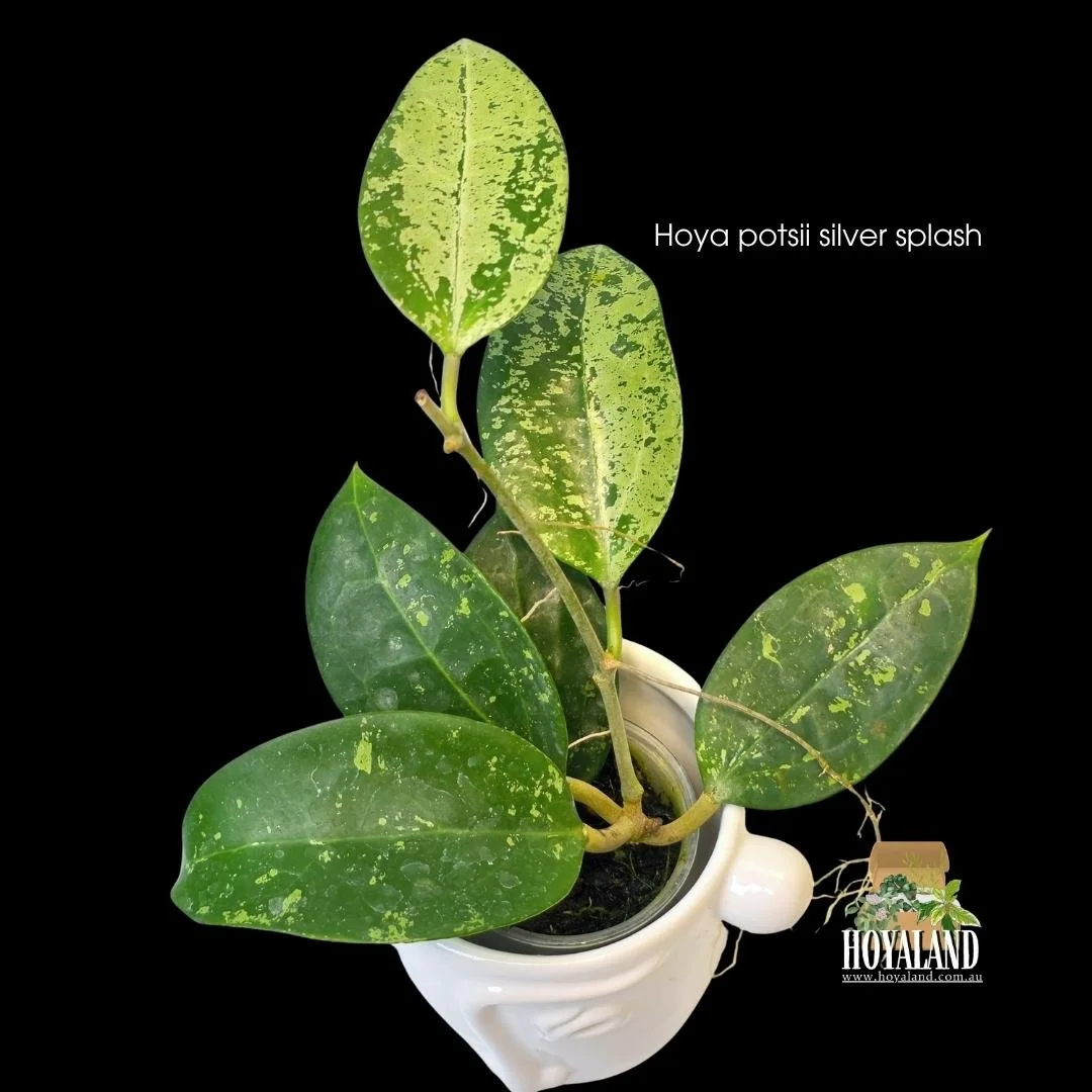 ⛄ Hoya Pottsii Splash Rare Plant | HoyaLand