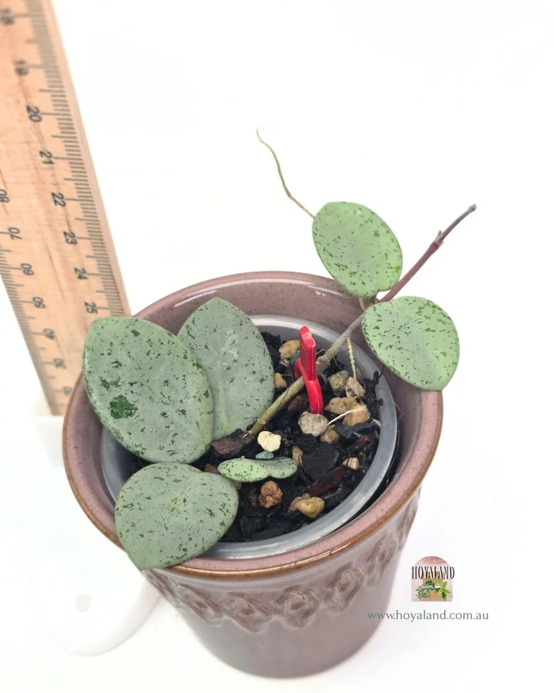 Hoya mathilde grey fairy (3).jpg