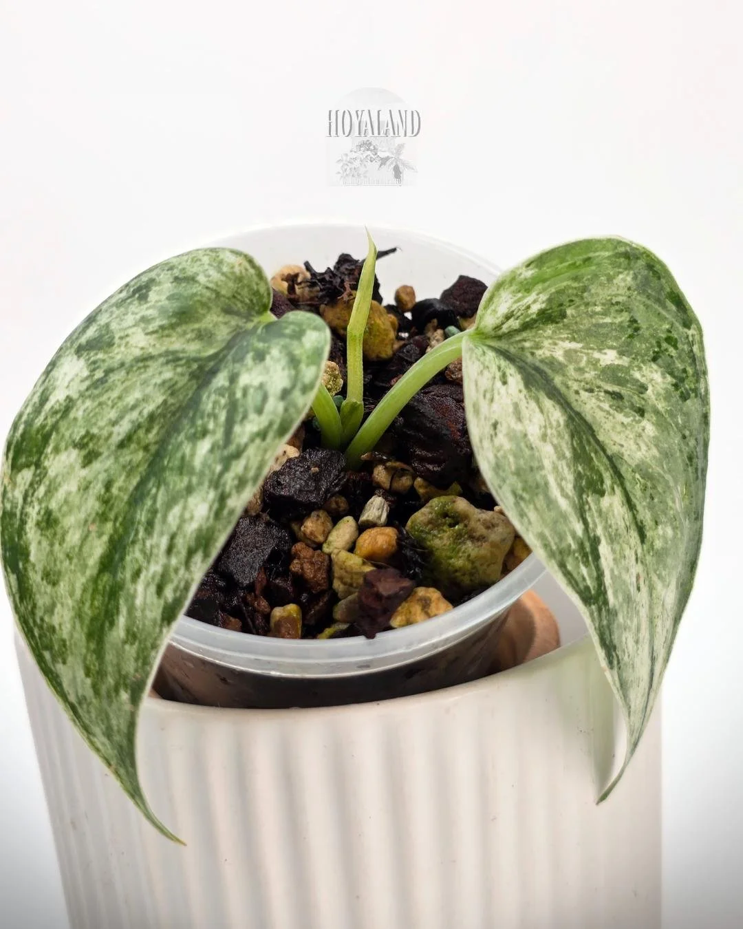 Scindapsus perlas (3).jpg