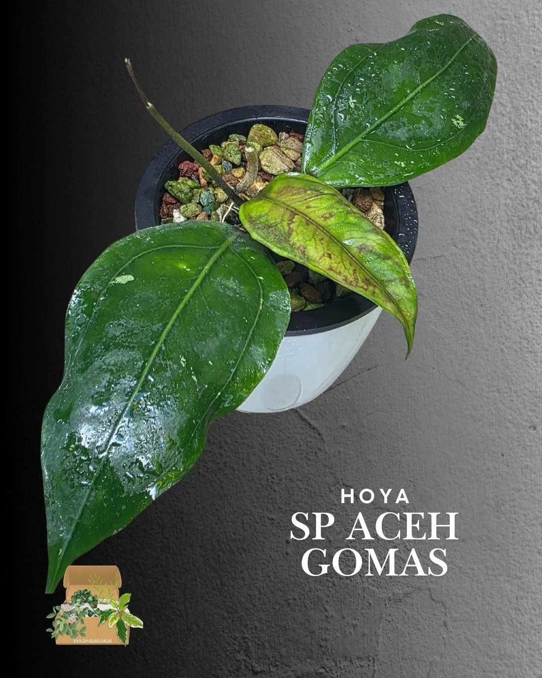 Hoya sp Aceh Gomas (4).jpg