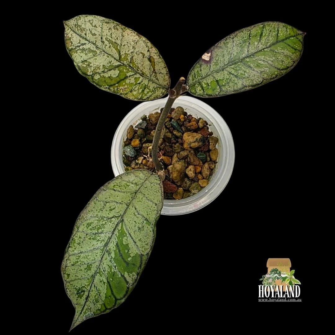 Hoya gunung gading silver ghost a (2).jpg