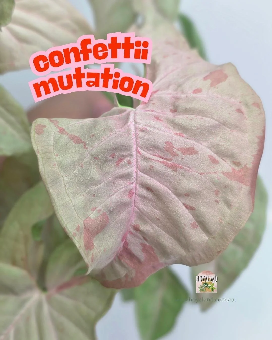 Syngonium confetii mutation.jpg