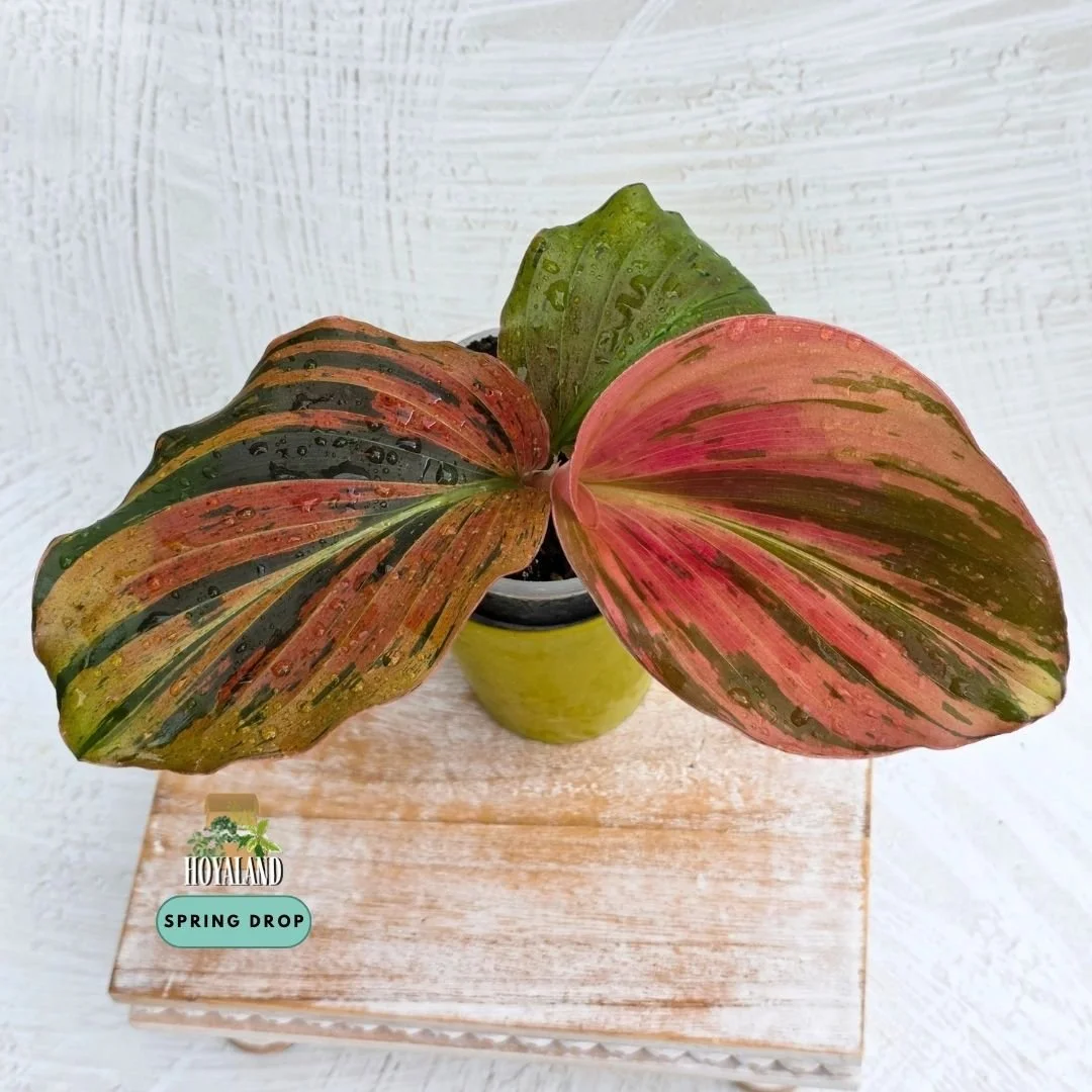 Kaempferia pulchra variegata (2).jpg