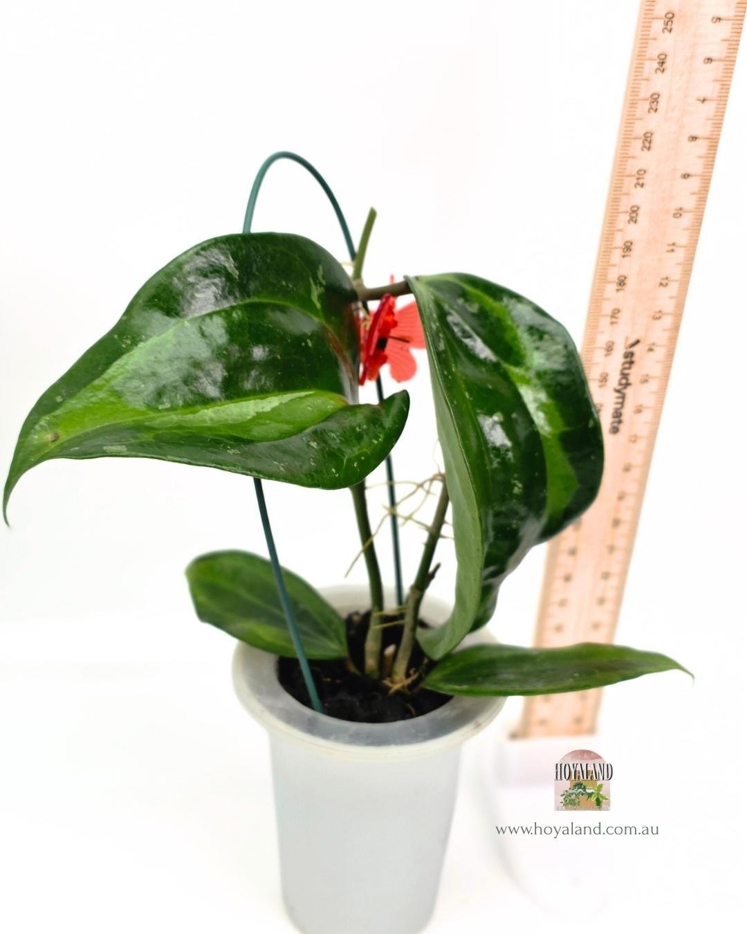 Hoya latifolia baibua (2).jpg