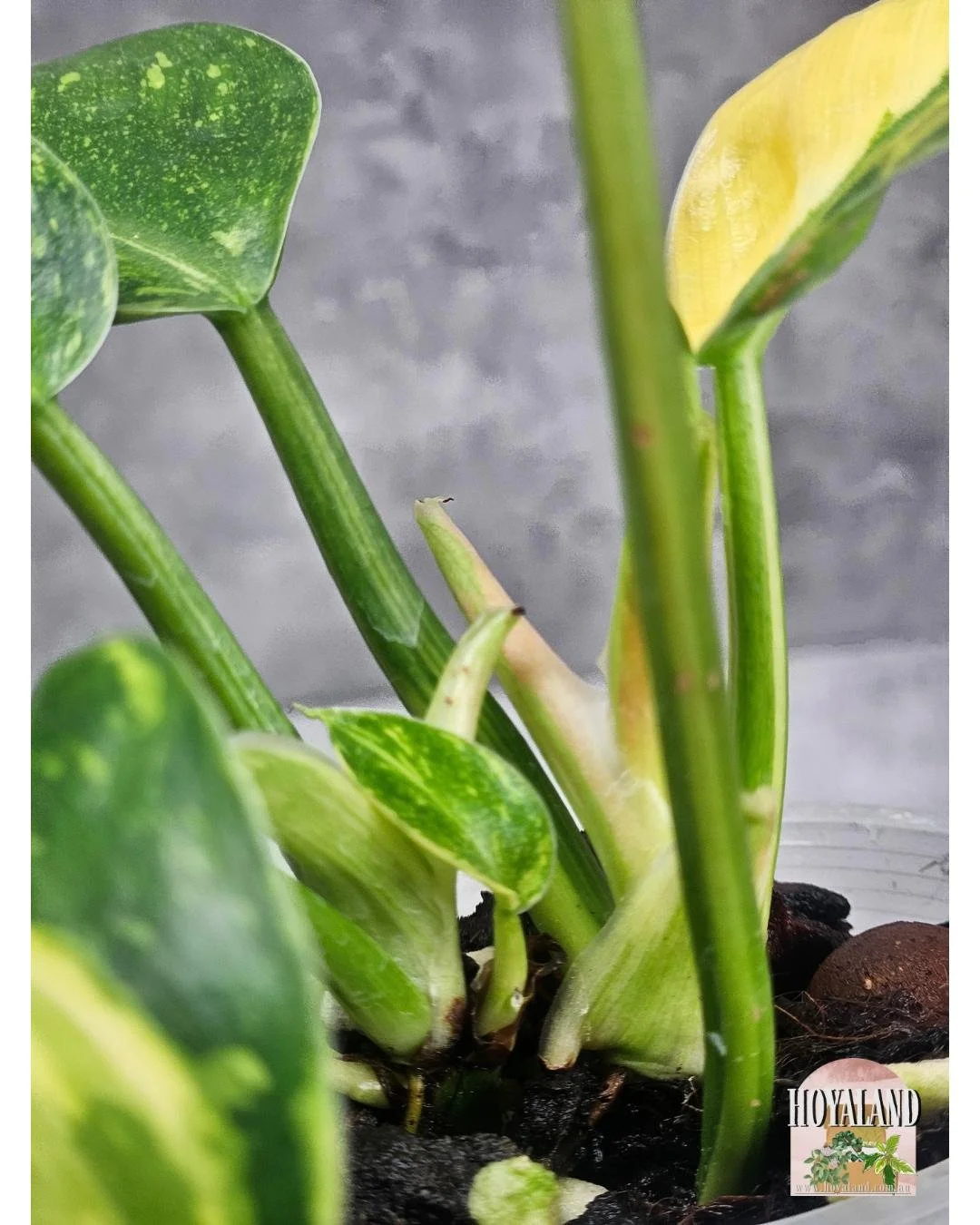 Philodendron green congo var (5).jpg