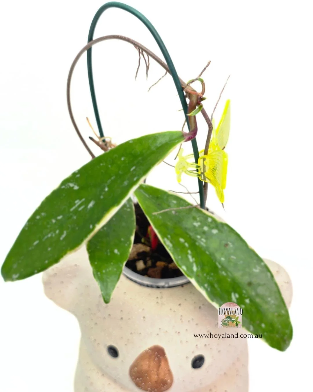 🍂 Hoya Pubicalyx Pink Silver Albo A