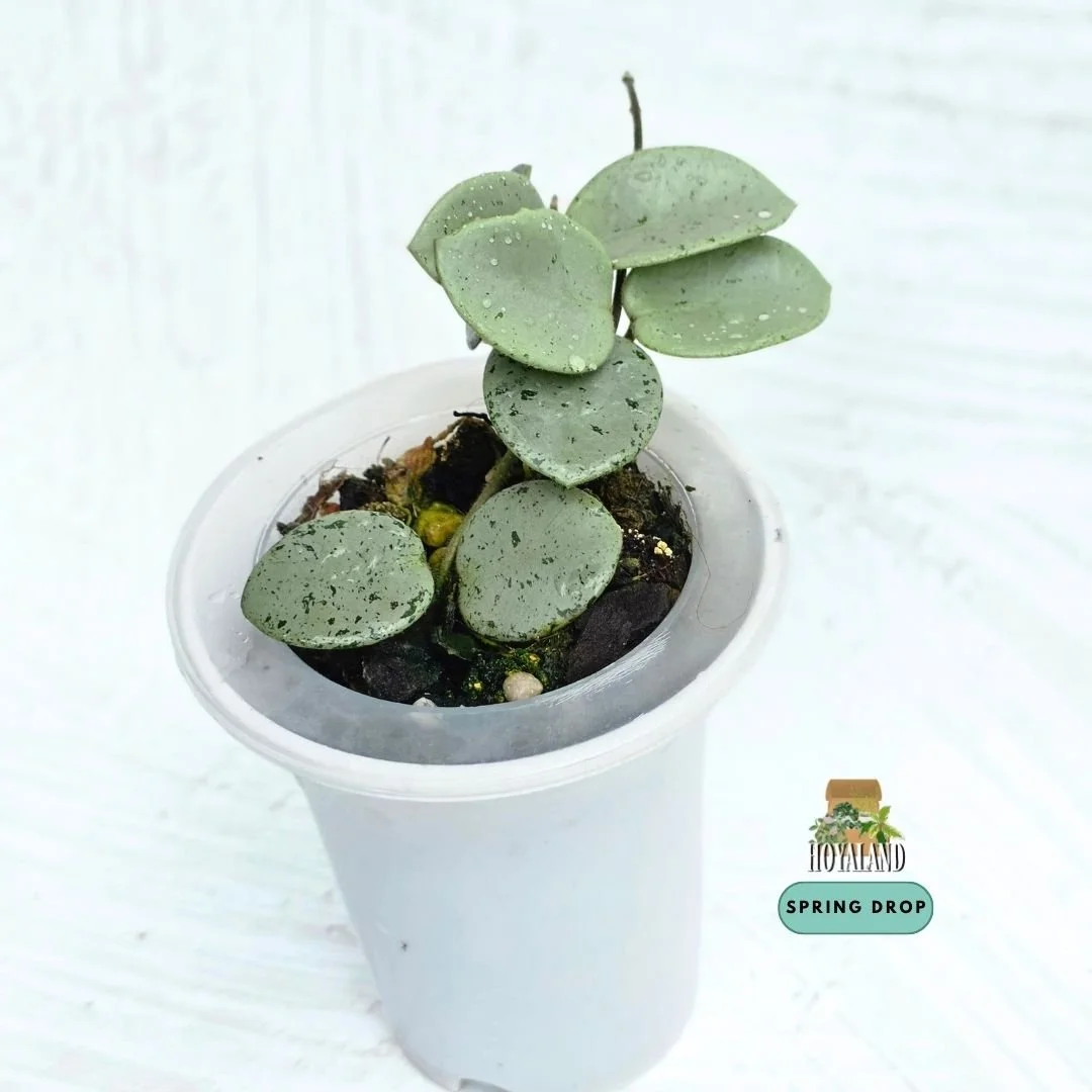 Hoya mathilde silver indo b (3).jpg