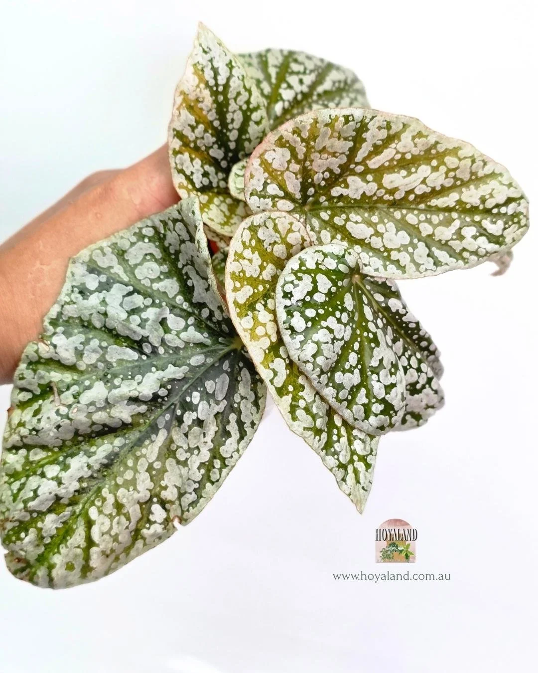 Begonia snow cap variegata.jpg