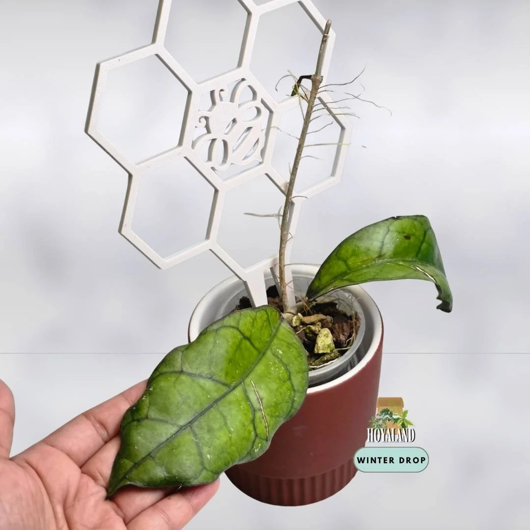 Hoya finlaysonii sp. Tabalong (Black Stem Morph)