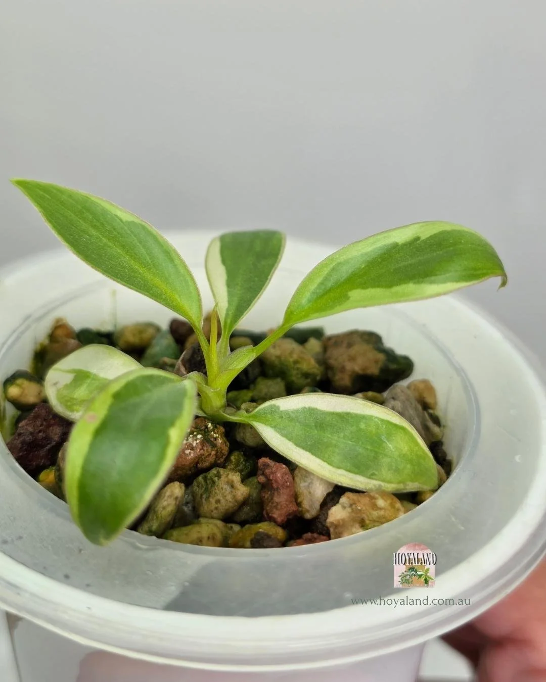 Philodendron ataba  copy (2).jpg