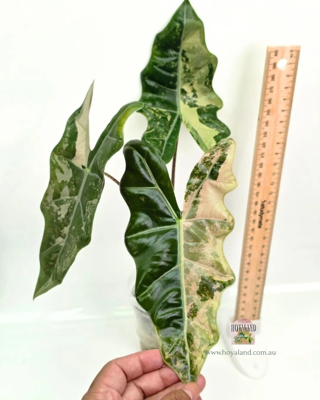 🍂  Alocasia Pseudo Sanderiana  Pink Corm Grown A