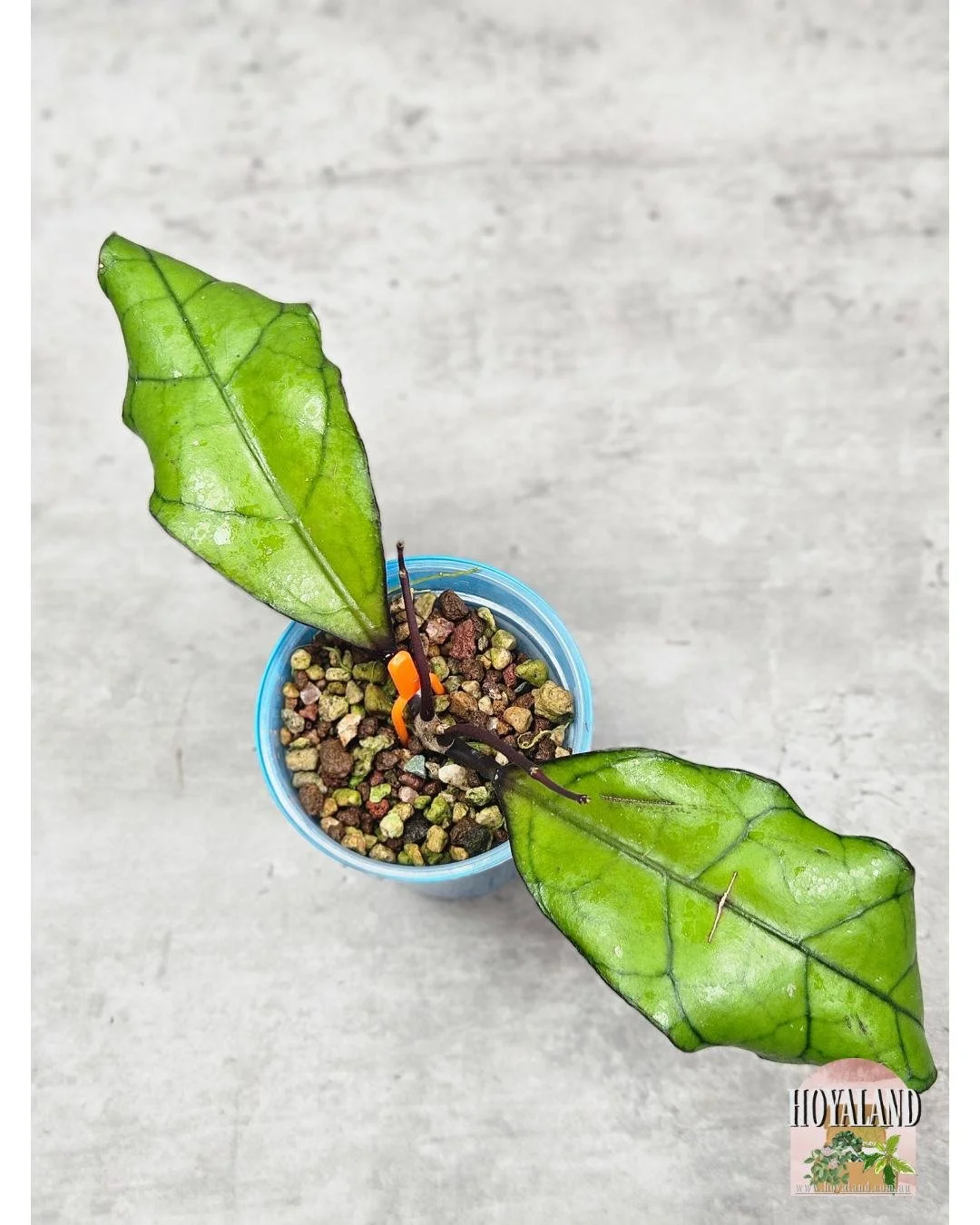Hoya finlaysonii Tabalong (12).jpg