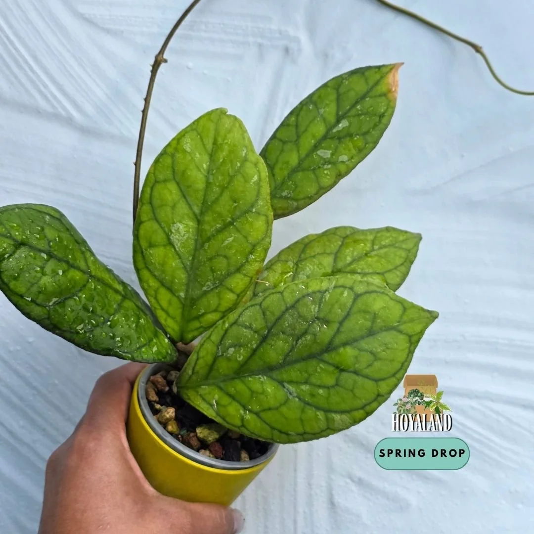 Hoya Irina (5).jpg