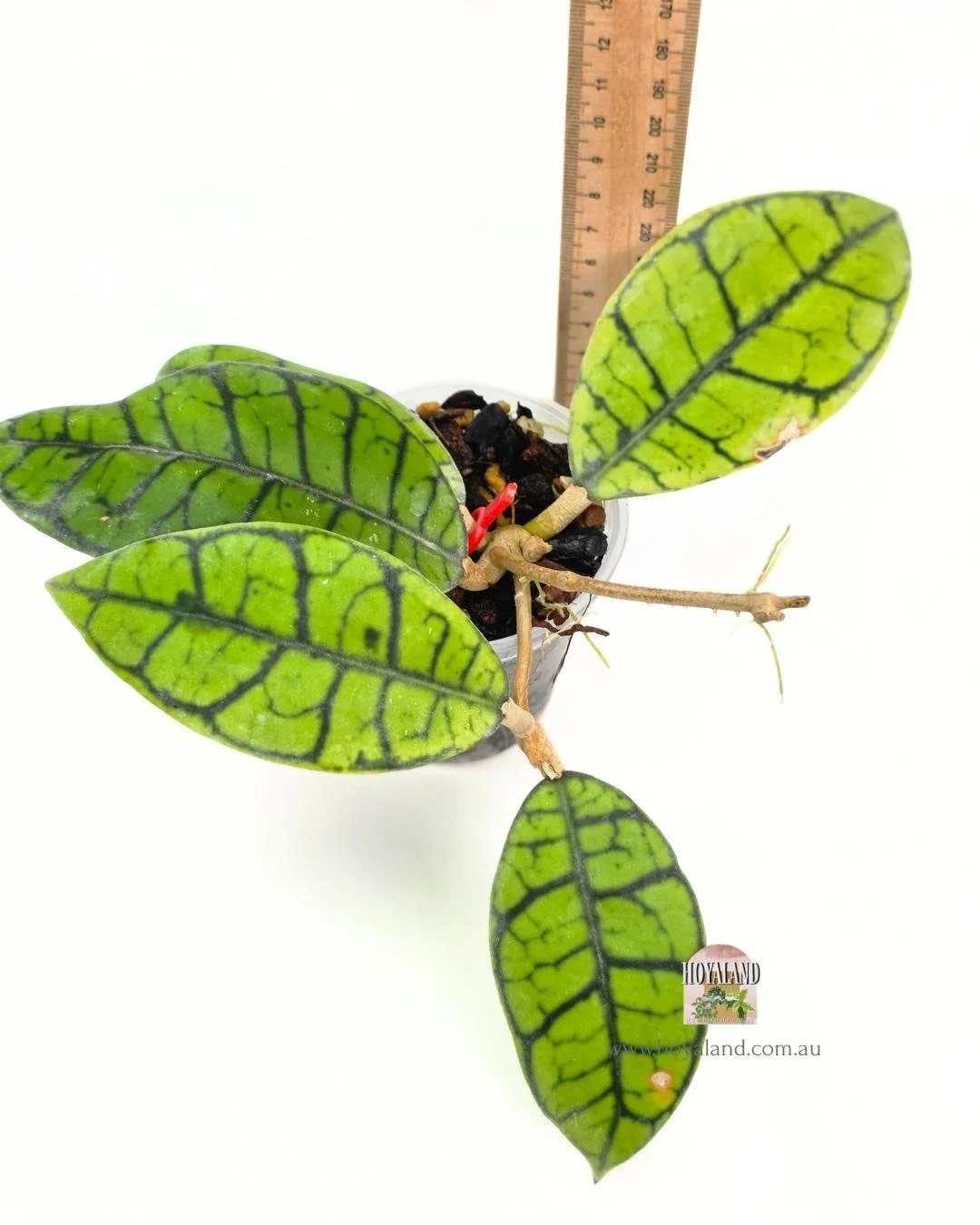 Hoya callistophylla ranauensis (3).jpg